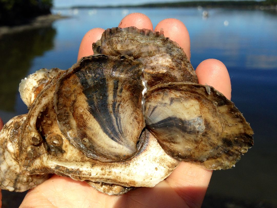 size of oyster spat